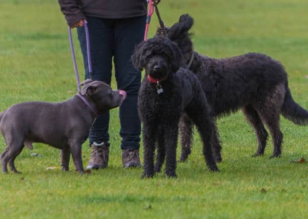Dog owners in Tayside are being urged to get their pets vaccinated against the disease. Image: Steven Brown