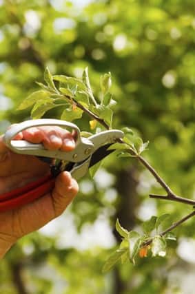 Pruning is a spring task