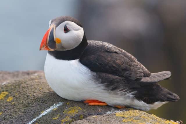 Puffin populations make their home on a few of the Firth of Forth islands. Picture: SNH