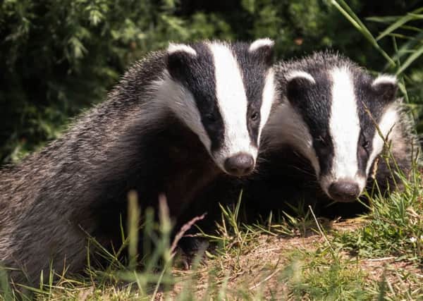 Local badgers are being disrupted