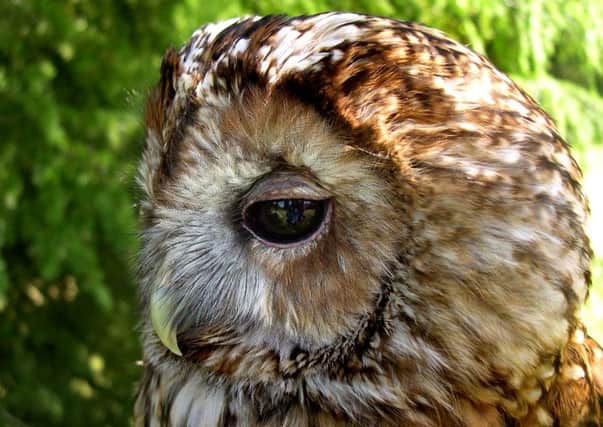 The tawny owl was later released into the wild by a local wildlife centre. Picture: Contributed