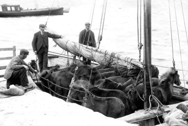 Ponies being moved from the smaller islands to Shetland mainland, probably for a sale.