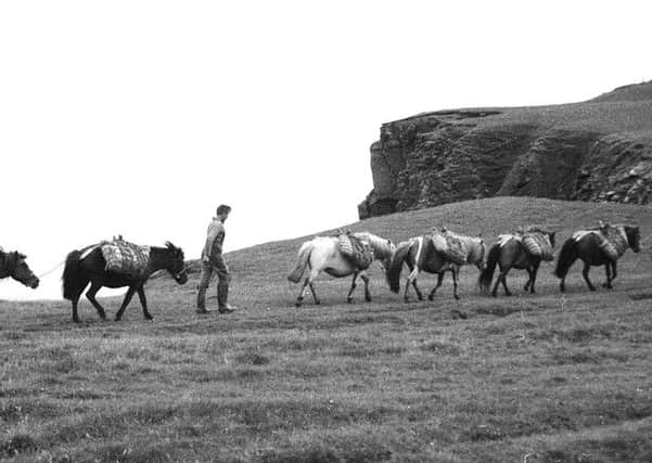A string of ponies on Fetlar, one of the North Isles of Shetland