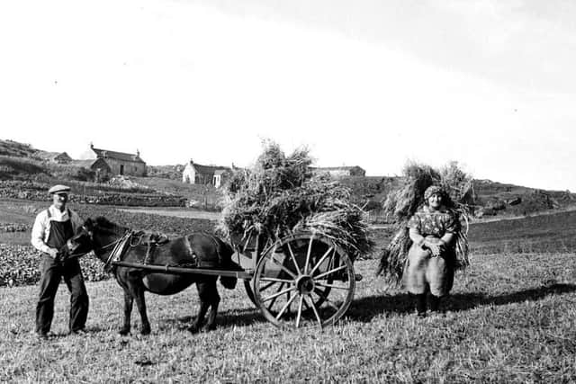 Taking in hay: Shetland ponies were essential to crofting life and could carry out a number of tasks without fuss. It is said they could carry 9 stone in weight, despite being no more than 4ft tall