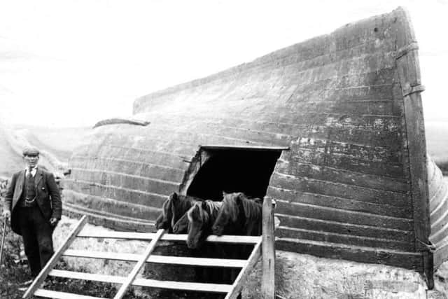 An upturned boat makes the perfect shelter for these Shetlands. Ponies have existed on the islands since the Bronze Age with the small, stout Shetland  possibly a result of Celtic settlers crossing the southern European beast with an Oriental breed.