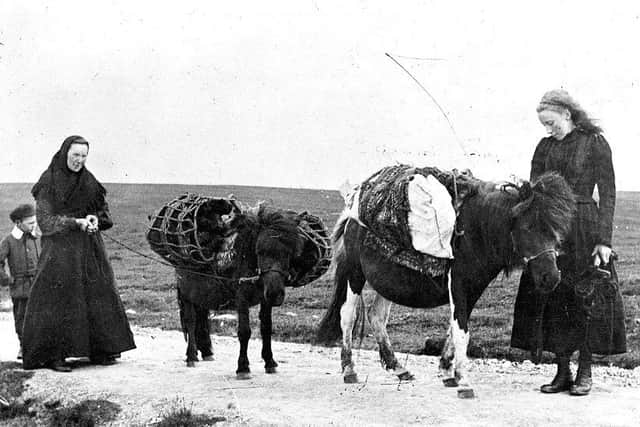 Born survivors: Shetland ponies lived through harsh winters sometimes with little access to food but they do not grow significantly bigger when they have ample food at their disposal