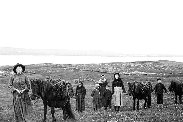 Trusty transport: The ponies would be used to cart peat from the bogs to homes around the isles