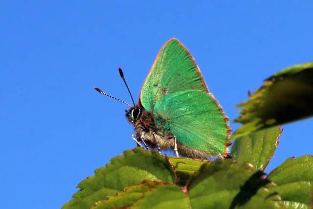 The Green Hairstreak butterfly is a part of the delicate Scottish ecosystem. Picture: WikiCommons