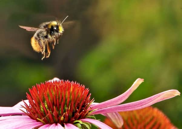 The Bumblebee is one of the biggest pollinators and is at potential risk.