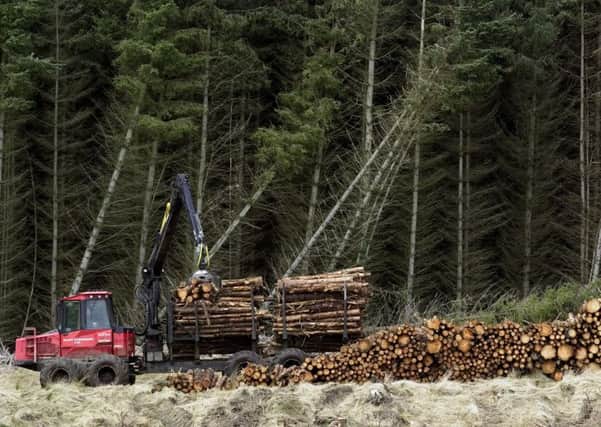 Scottish Woodlands said the strength of sterling dented its profits. Picture: Neil Hanna
