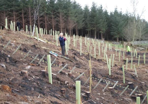 The Scottish Government wants 10,000 hectares of trees planted each year until 2022