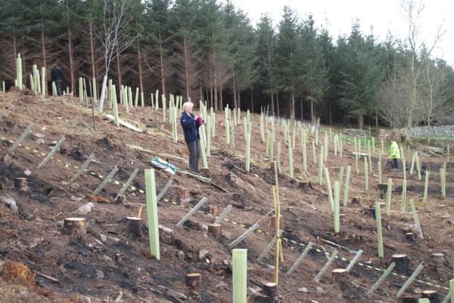 The Scottish Government wants 10,000 hectares of trees planted each year until 2022