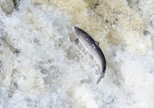 Marine Harvest announce job cuts