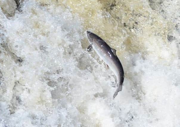 Marine Harvest announce job cuts
