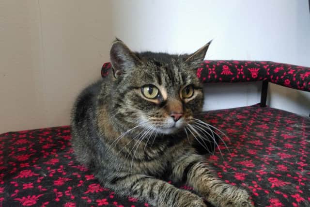 Trixie is an older cat who just needs a quiet retirement home.