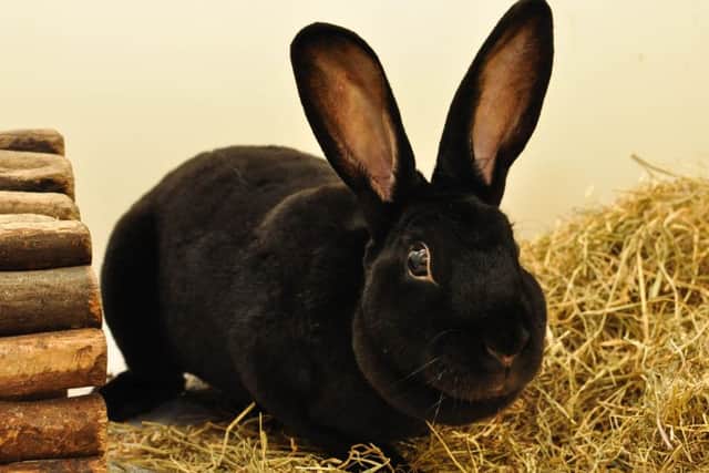 Victoria the Rex rabbit has a strong personality and lots of charm