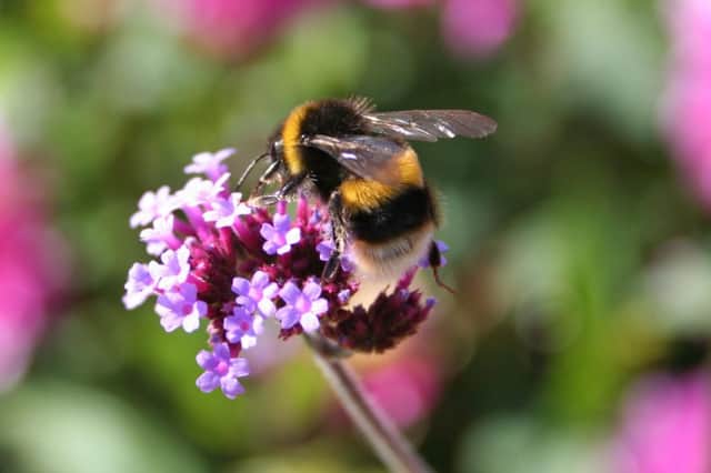 Neonicotinoids damage bee brains, disrupting pollination