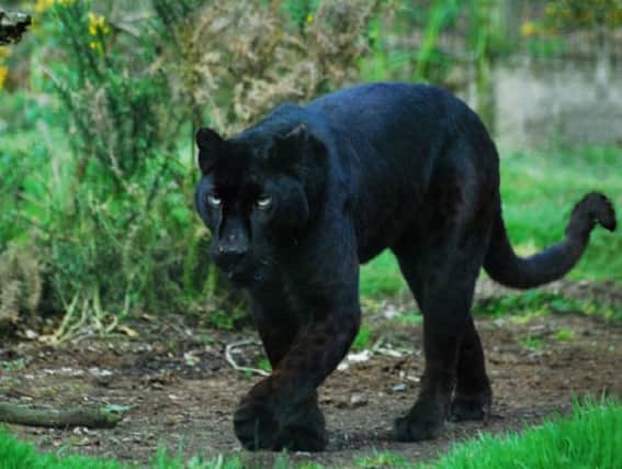 A big black cat has allegedly been spotted in St Andrews, Fife