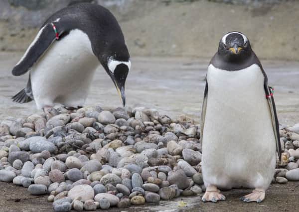 The male gentoo penguins at Edinburgh Zoo woo their partners with the best pebbles they can find.