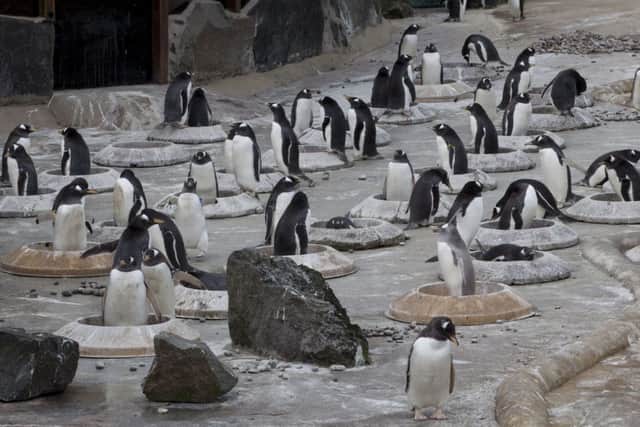 The male gentoo penguins at Edinburgh Zoo collect pebbles for the females in Penguins Rock, which marks the start of breeding season.