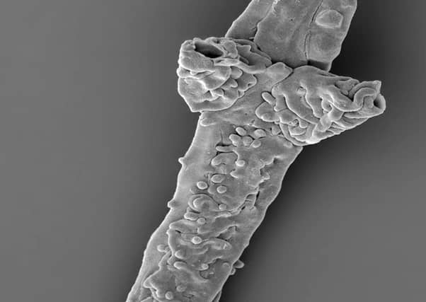 A fossil of a Tortotubus fungus