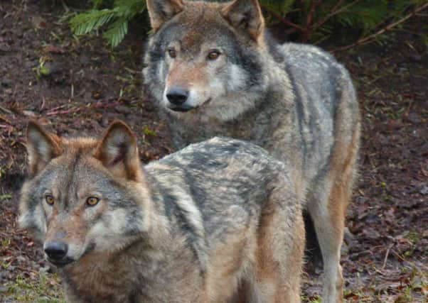 New European wolfs make first appearance at Camperdown Wildlife Park, Dundee.