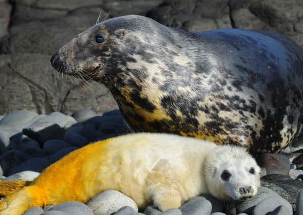 A mother seal and her pup. Picture: PA