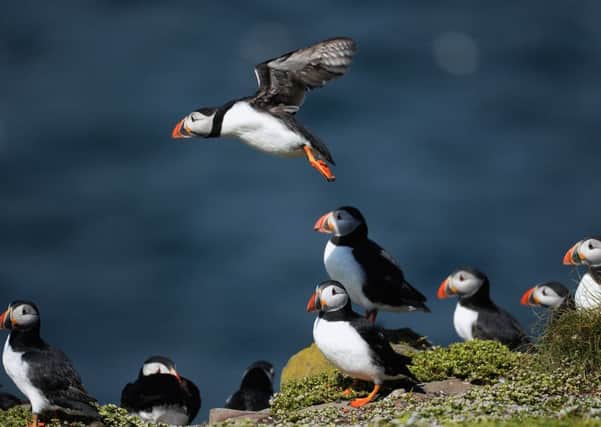 Puffins are one of the 17 species of seabird which regularly visit the island to breed. Picture: Jeff J Mitchell/Getty