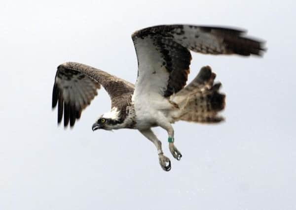 Ospreys are due to arrive back in Scotland later this month. Picture: Ian Rutherford
