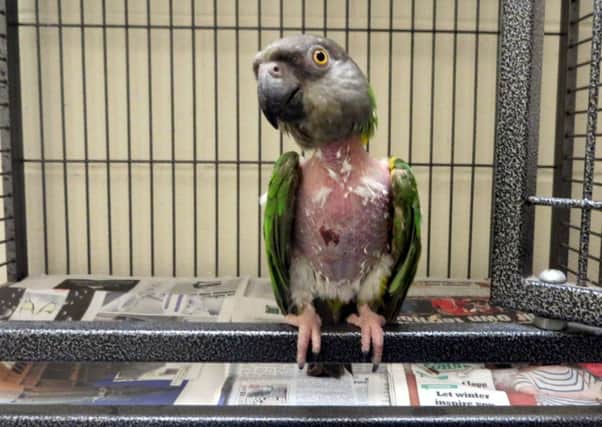 Apollo the featherless parrot is looking for a new home after being found in Aberdeen. Picture: Hemedia