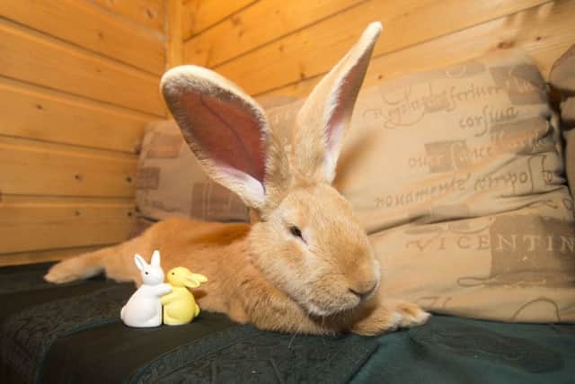 Giant Rabbit Atlas in his summer house