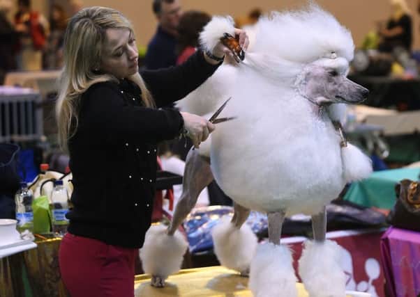 A poodle owner prepares her dog for Crufts 2016. Organisers say they closely monitor entrants. Picture: PA