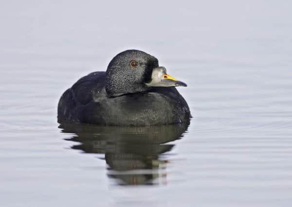 The common scoter duck, found only in Scotland. Picture: PA