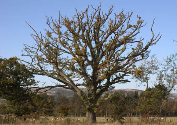 A case of Gowrie P. quercina affected oak. Picture: Contributed