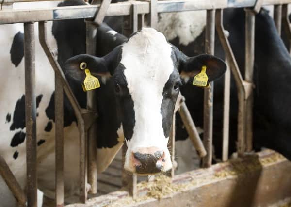 NFU Scotland said urgent action was needed to help the dairy sector. Picture: John Devlin