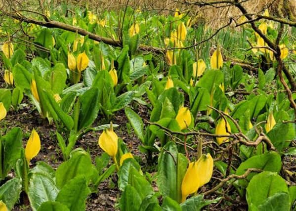 American Skunk Cabbage has been seen in the Highlands. Picture:
