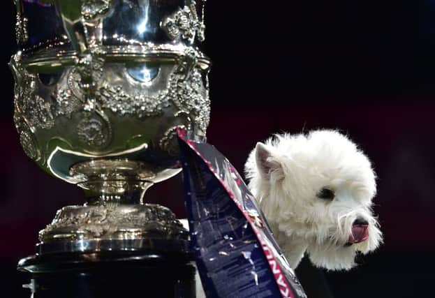 Geordie Girl wins Best in Show at the 2016 Crufts Dog Show. Picture: Getty Images