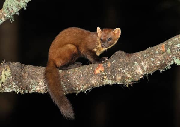 The pine marten would benefit from extra funding