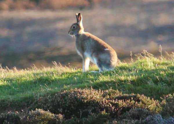 Over 99 per cent of the UK's mountain hare is found in Scotland and gamekeeprs have been helping to count their numbers