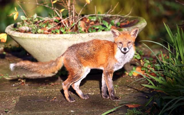 The foxes were shown to have suffered greatly before dying Picture: David Jones/PA
