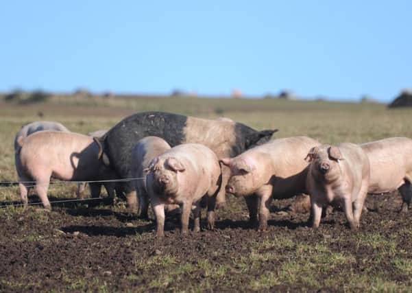 Pig numbers rose by 2.7% to reach 331,000