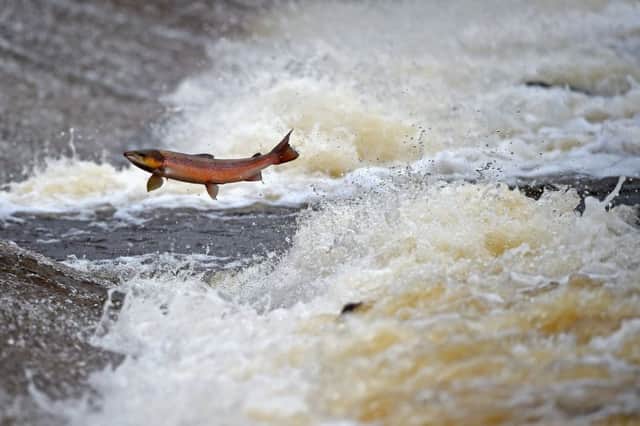 Reclassification of dam reveals its fish ladder is a hazard for salmon. Picture: Getty Images