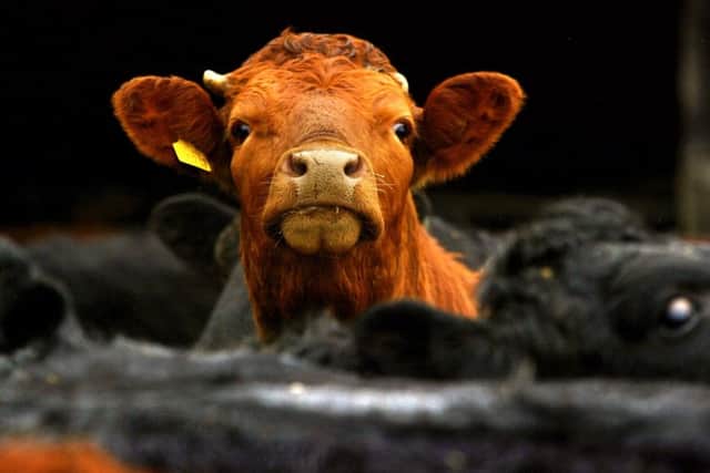 Market forces are putting a squeeze on the milk sector. Picture: David Cheskin/PA Wire