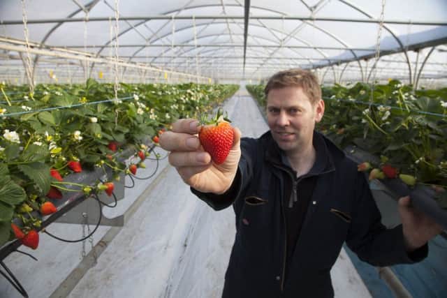 Manager Kenny Shellard with the first crop of the year at Windyhills Farm near Arbroath as new techniques see the Scottish strawberry season stretched. Picture: Paul Reid