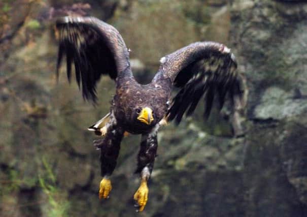 Sea eagles return to Orkney. Picture: PA