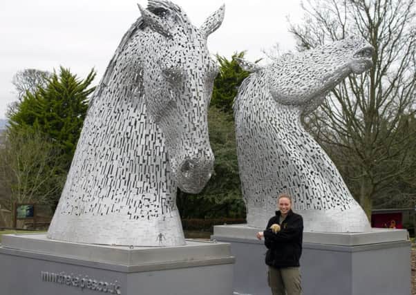The Kelpies Maquettes are now in position at RZSS Edinburgh Zoo for fans to enjoy during the International Science Festival. Picture: Edinburgh Zoo