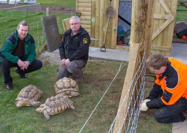 The tortoises in their new home with Jack Mackay (Forest Enterprise Scotland), Nick Martin (Scottish Exotic Animal Rescue) and Kieran Calderwood (Scottish School of Forestry student).