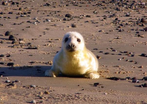 A grey seal pup. The species is one of the world's rarest. Picture: Contributed