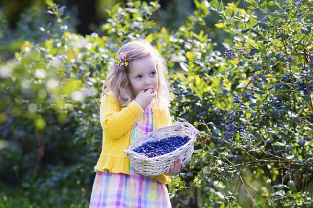 Blueberries are a delight, but will homemade compost prove popular with it?