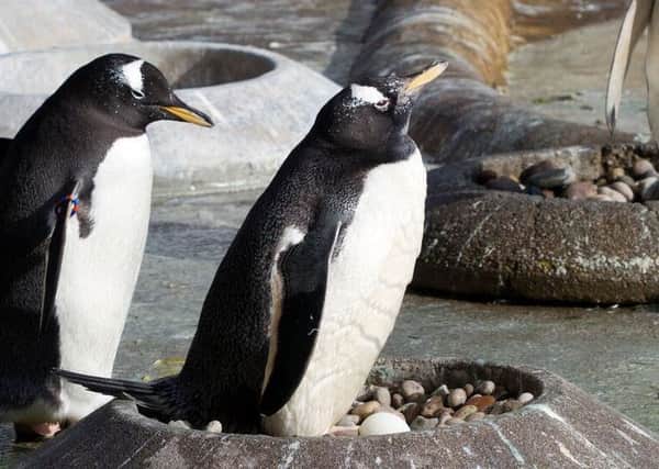 Gentoo penguins sitting on their eggs. Picture: RZSS/Katie Paton